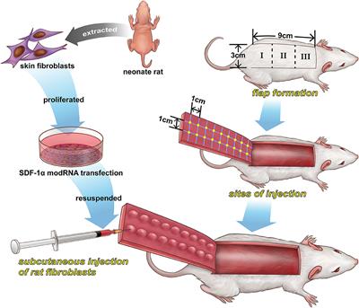 Chemically Modified SDF-1α mRNA Promotes Random Flap Survival by Activating the SDF-1α/CXCR4 Axis in Rats